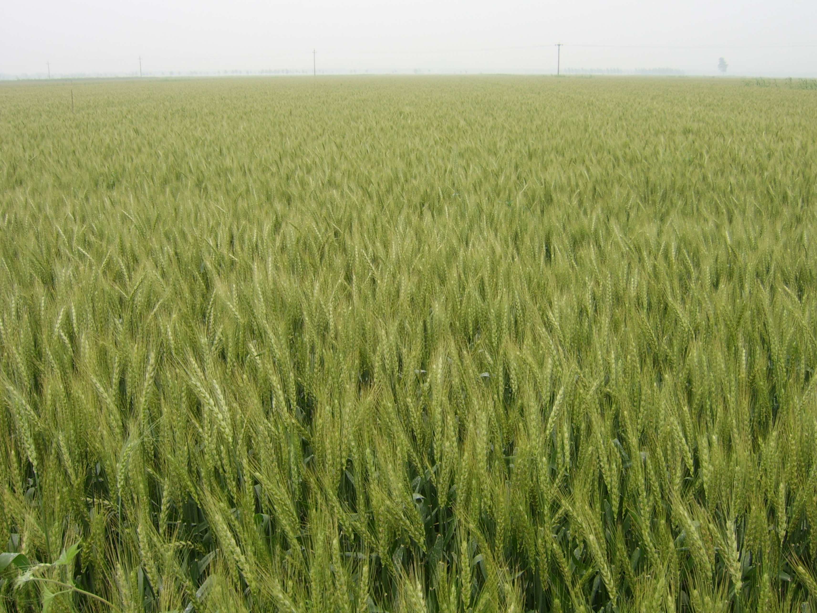 3、荃麥777(1).jpg 3、荃麥777(1).jpg